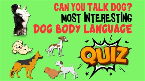 Decoding Dog Body Language Waggle Ph