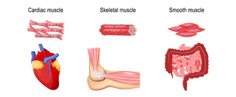 Muscle Atrophy The Definitive Guide Biology Dictionary