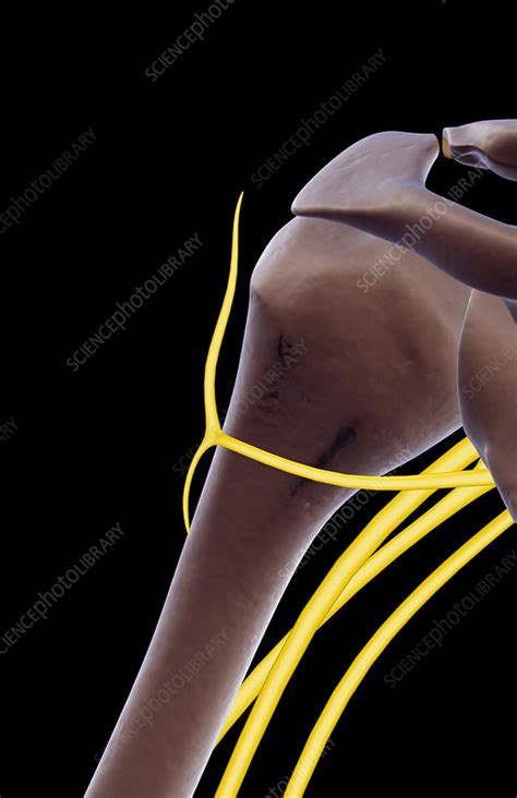 The Nerves Of The Shoulder Stock Image F0018445 Science Photo