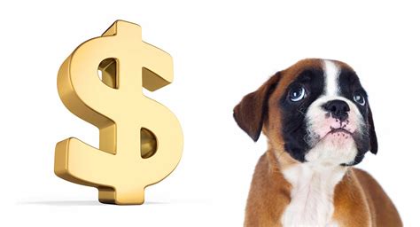 How big are doberman puppies? How Much Do Boxers Cost To Buy As Puppies And Raise As Adults?