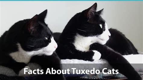 Facts About Tuxedo Cats What You Need To Know About