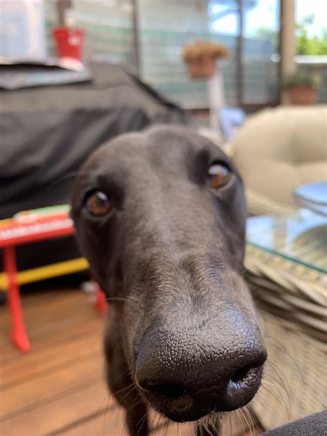 Boop The Snoot Rgreyhounds