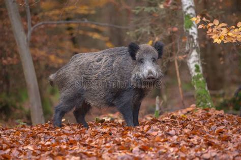 Startled Boar Stock Image Image Of Autumn Head Background 61997603