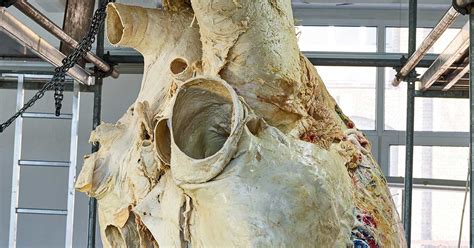 The american heart association explains the importance of talking with your doctor, even about embarrassing things. How Will A 440-Pound Blue Whale Heart Be Preserved For ...