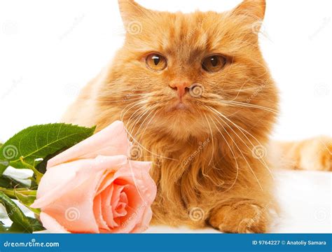 Cat With Rose Stock Image Image Of Feline Beauty White 9764227