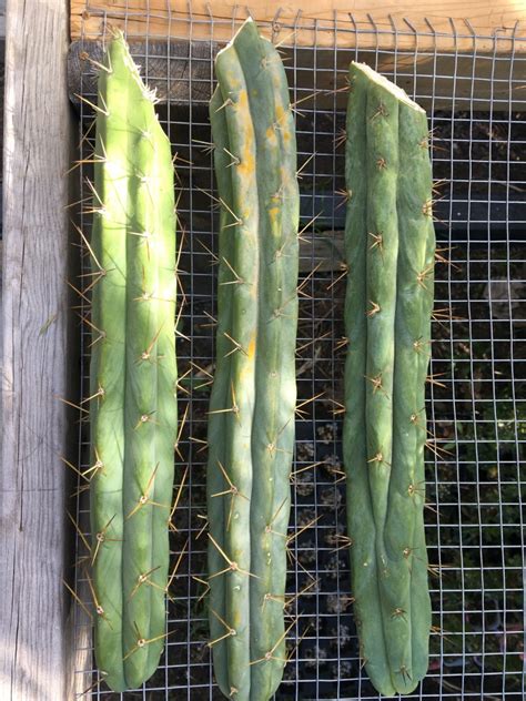 The Secrets Of Propagating Cactus Cuttings