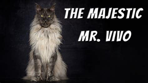 Mr Vivo The Most Majestic Maine Coon Cat In The World Youtube