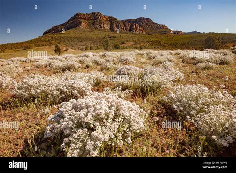 Wildflowers And Sandstone Rock Formation Flinders Ranges South