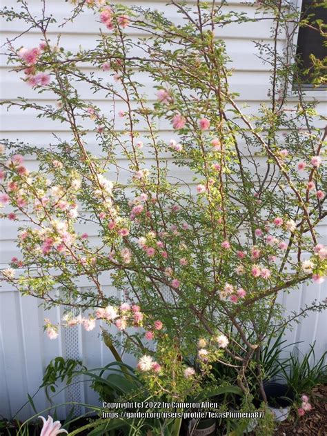 Photo Of The Entire Plant Of Pink Mimosa Mimosa Borealis Posted By