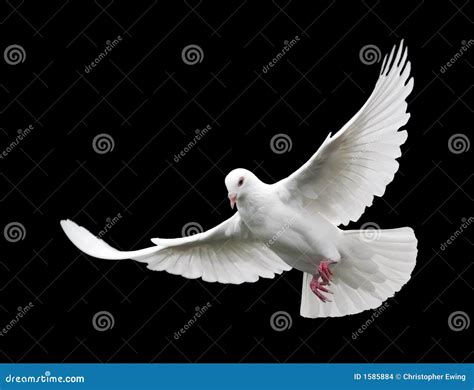 White Dove In Flight 6 Stock Photo Image Of Bird Wing 1585884