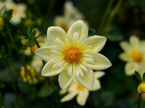 Dahlia Yellow Flowers High Quality Flower Wallpaper For