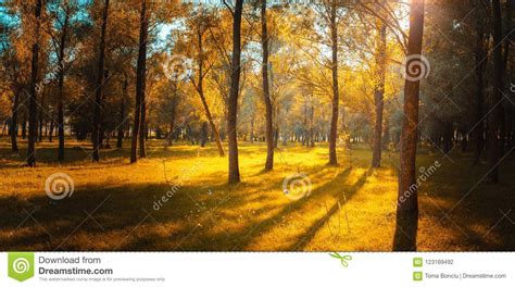 Panorama In The Forest During Sunset Sun Rays Coming Through Th Stock