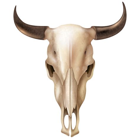 Cráneo De Vaca Realista 480516 Vector En Vecteezy