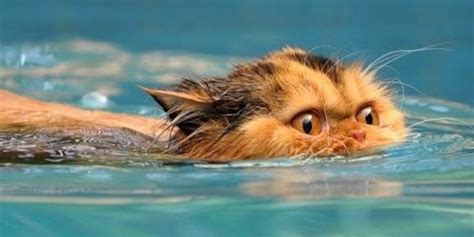 Funny Cats Love Water Compilation 2013 HD The Dodo