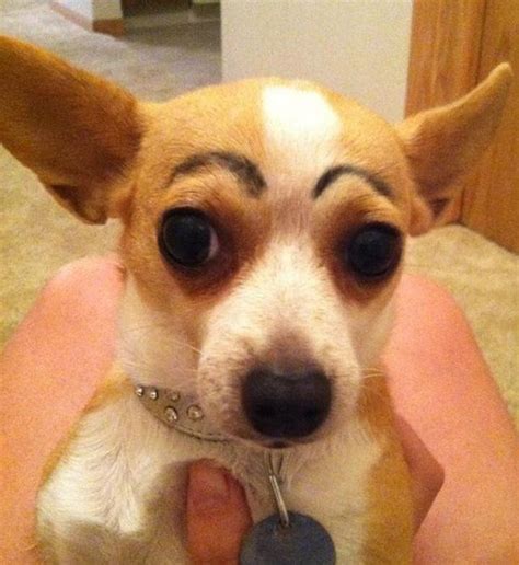 Dogs With Eyebrows 27 Pics