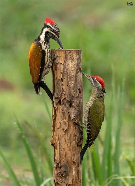 Streak Throated Woodpecker And Black Rumped Flameback Thattekkad Kerala