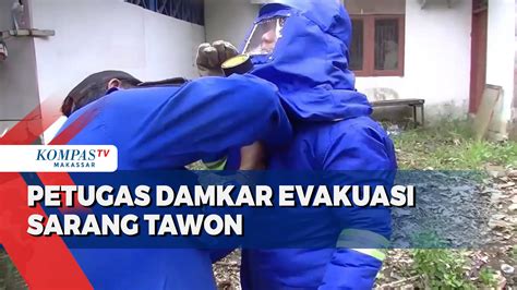 Petugas Damkar Evakuasi Sarang Tawon Dari Dalam Rumah Aksi Petugas