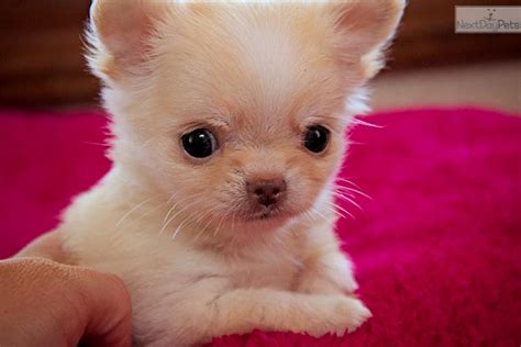 Meet Sweet Pea A Cute Chihuahua Puppy For Sale For 2000 Tiny Tiny