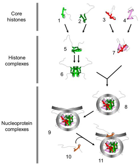 ijms free full text replication coupled chromatin remodeling an overview of disassembly and