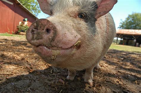 Best Pig Portrait Stock Photos Pictures And Royalty Free Images Istock