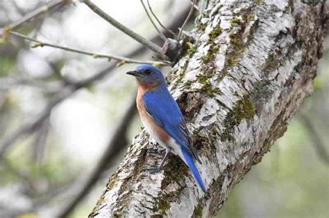 20 Awesome Facts About Eastern Bluebirds Love Wild Animals