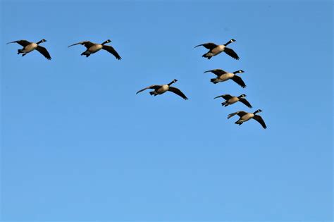Canada Geese In Flight 3 Free Stock Photo Public Domain Pictures