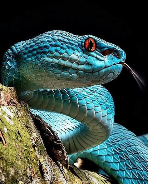 A Close Up Of The Blue Pit Viper A Venomous Pit Viper Species Endemic