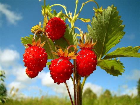 Beautiful Strawberry Tree Nice Fruits Hd Wallpapers Nature Photo