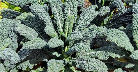 When And How To Harvest Kale Gardeners Path