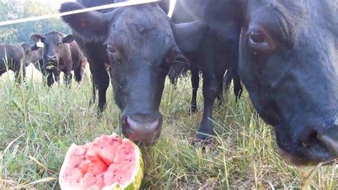 Cows Eating Watermelon Youtube
