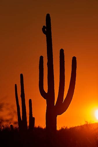 Cacti Sunset Dusk Dark Nature Hd Phone Wallpaper Peakpx