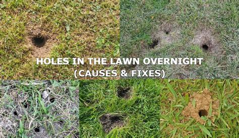 Small Holes In Lawn Overnight Causes Grass Lawns Care