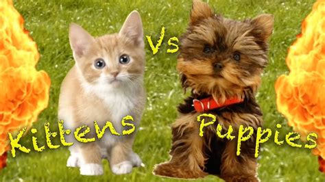 Translation of puppies and kittens in russian. Kittens Vs Puppies - YouTube
