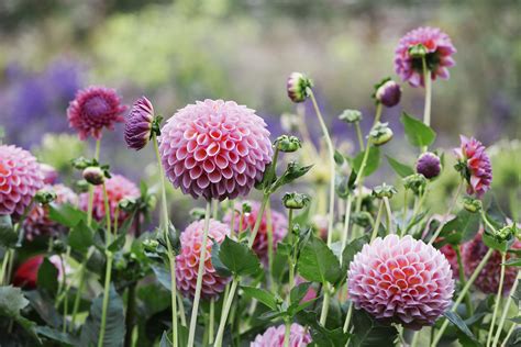 How To Grow Dahlias Fill Your Garden With Summer Color Homes And Gardens