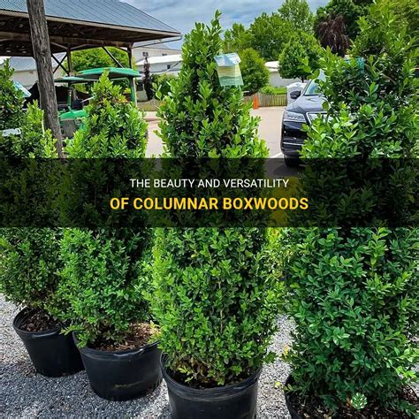 The Beauty And Versatility Of Columnar Boxwoods Shuncy