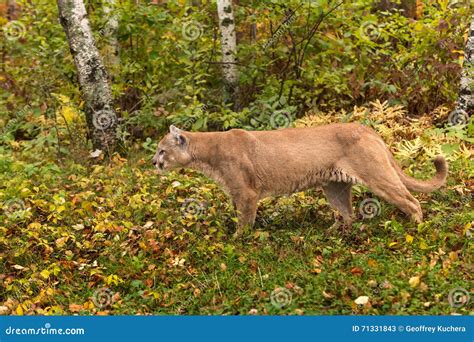 Adult Male Cougar Puma Concolor Stalks Stock Image Image Of Animal