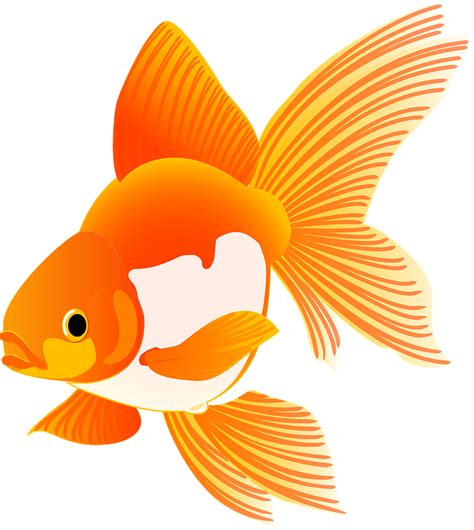 Goldfish Clipart Free Download Transparent Png Creazilla