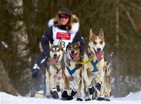 Learn To Mush In Steamboat Springs Co Grizzle T Dog Sledding Dog