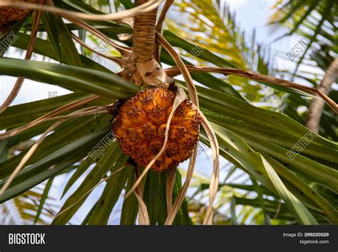 Orange Palm Tree Fruit Image And Photo Free Trial Bigstock