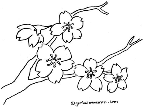 Berbagai pengetahuan mengenai contoh sketsa gambar taman bunga dan tanaman hias lain nya juga. Gambar Bunga Sakura Untuk Diwarnai | Bunga sakura, Sketsa