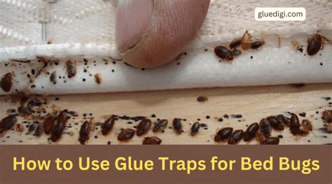 How To Use Glue Traps For Bed Bugs Gluedigi