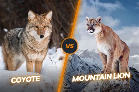 Mountain Lion Vs Coyote Who Would Win In A Fight