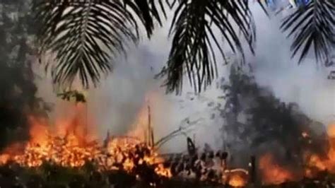 4 Perusahaan Penyebab Kebakaran Hutan Di Sumatera Dibekukan Liputan6