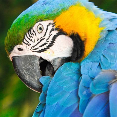 It is included in appendix ii of the cites convention, which regulates the trade in species, as its greatest threat is trade, with years. Parrot Encyclopedia | Blue-and-yellow Macaw | World Parrot ...