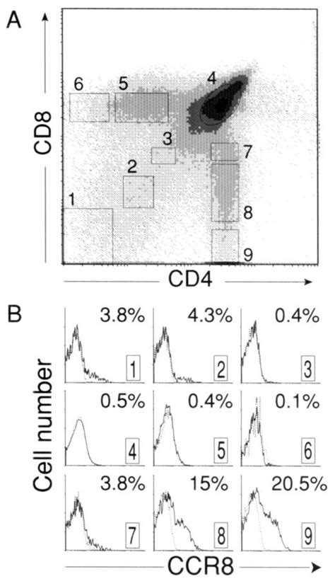 The Transient Expression Of C C Chemokine Receptor 8 In Thymus