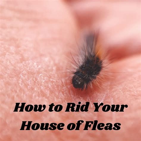How To Rid Your House Of Pesky Fleas Dengarden