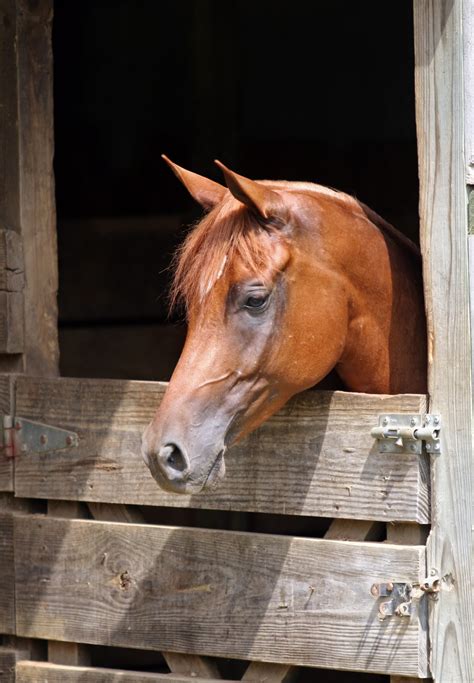 Horse Owners Beware 3 Myths That Can Be Disastrous To