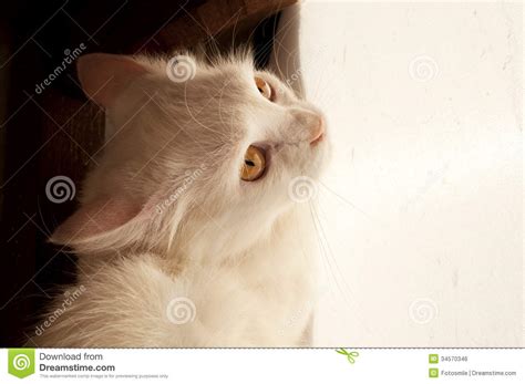 Gato Asustado Foto De Archivo Imagen De Sentada Piel 34570346
