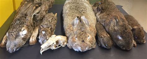 Lagomorpha Rabbits Hares And Pikas