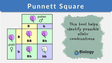 30 Punnett Square Worksheet Answers Key Biology Worksheets Decoomo